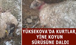 Yüksekova’da kurtlar, yine koyun sürüsüne daldı