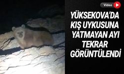 Yüksekova’da kış uykusuna yatmayan ayı tekrar görüntülendi