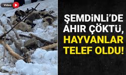 Şemdinli'de ahır çöktü, hayvanlar telef oldu!