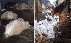 Yüksekova'da ahır çöktü: 20 koyun telef oldu
