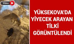 Yüksekova'da yiyecek arayan tilki görüntülendi