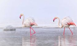 Yüksekova'da ilk kez flamingolar görüntülendi
