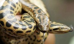 Dünyanın en büyük yılanının yeni bir türü keşfedildi: 6 metre, 200 kilogram!