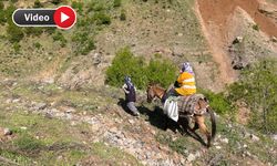Hakkari'de köy sakinleri dağlara tırmanıp pancar topluyorlar