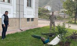 Hakkari'de kaçak geçirilmeye çalışılan tavus kuşları yakalandı