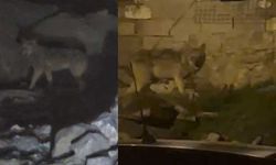 Hakkari'de görülen kurt korkuttu