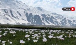 Karlı Dağlarının Eteklerinde Çiçek Açan Çiğdemler Hayran Bıraktı
