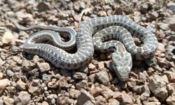 Van’da zehirli kocabaş engerek yılanı görüntülendi
