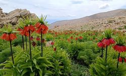 Ters laleler Tunceli dağlarına renk kattı