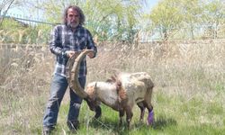 Hakkari'de yaralı halde bulunan yaban keçisi tedavi altına alındı