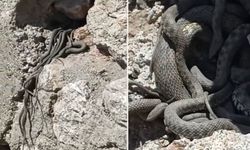 Yüksekova’da sürü halinde yılanlar görüntülendi