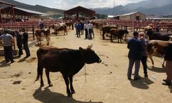 Uzmanlardan kurbanlık hayvanlardan bulaşabilen hastalıklar konusunda uyarı