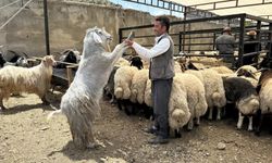 Yüksekova’da kurbanlıklar görücüye çıktı