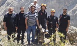 Hakkari'de 3 gündür mahsur kalan keçi kurtarıldı