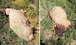 Yüksekova'da kurtlar sürüye daldı: 30 koyun telef oldu