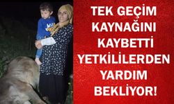 Tek geçim kaynağını kaybetti: Yetkililerden yardım bekliyor !