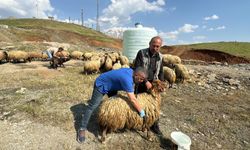 Hakkari'de Kurbanlıklar sağlık taramasından geçirildi