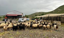 Yüksekova'da hayvan pazarının kurulduğu yer belli oldu