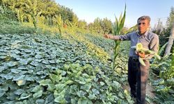 Yüksekovalı çiftçi ürünlere hayat verdi