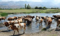 Yüksekova Tarım ve Orman İlçe Müdürlüğünden önemli duyuru