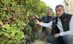 Yüksekova’da böğürtlen bereketi