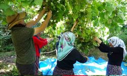 Gevaş’ta ‘olmaz’ denilen fındığın hasadına başlandı