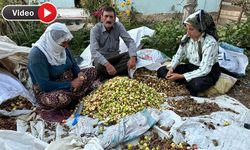 Yüksekova’da kadınlar dengbejler eşliğinde meyve kurutuyor