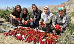 Yüksekovalı kadınlar biber hasadına başladı