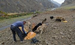 Yağışlı günde sokak hayvanları unutulmadı