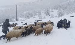 Muş’ta kar yağışı çiftçilerin hayatını olumsuz etkiledi