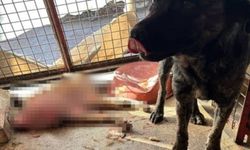 Hayvanseverler Mamak barınağında nöbet tutuyor