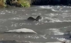 Şırnak’ta nesli tehlike altında olan su samuru görüldü