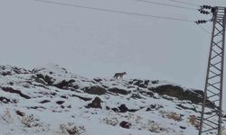 Hakkari’de gündüz vakti kurt görüntülendi