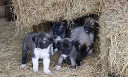 Kuyruksuz köpek yavruları sahiplerini şaşırttı