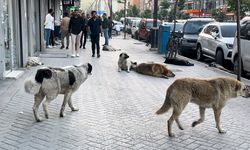 Bakanlıktan yazı: Toplanmayan her köpek için 71 bin 965 lira para cezası