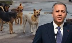 Bakan Yerlikaya'dan sokak köpekleri açıklaması