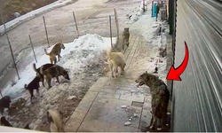 Yüksekova’da şehre inen kurdu sokak köpekleri kovaladı