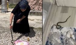 Yüksekova’da yılan istilasına uğrayan aileyi milyonlar gördü, yetkililer görmedi !
