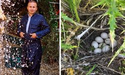 Derecikli Vatandaş Keklik Yumurtalarını Korumaya Aldı