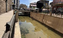Kirli Derede Balıkların Yaşam Mücadelesi