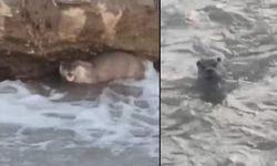 Yüksekova'da Dere Kenarında Gizemli Canlı Görüntülendi