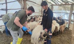 Yüksekova’da ekiplerden şap hastalığı seferberliği