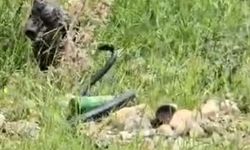 Şırnak’ta odun almaya giden kadın 2 metre uzunluğunda yılan gördü