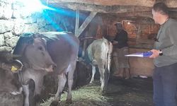 Yüksekova'da hayvanları kimliklendirme çalışması sürüyor
