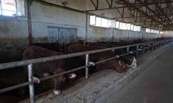 30 bin hayvan sevk edildi, 3 milyar TL’lik gelir bekleniyor