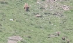Hakkari'de anne ayı ve yavruları görüntülendi