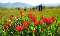 Muş’ta 20 günlük "lale devri" başladı