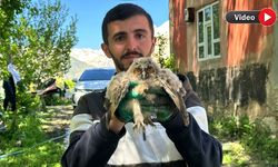 Duyarlı Kardeşlerden Örnek Davranış: Yaralı Baykuşu Kurtardılar
