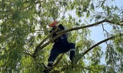 Vedaş ekipleri elektrik kesintilerine neden olan ağaçlar için harekete geçti