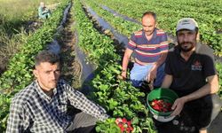 Organik Sason çileğinde hasat başladı
